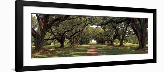 Enchanted Oaks-Mike Jones-Framed Art Print