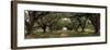 Enchanted Oaks-Mike Jones-Framed Giclee Print