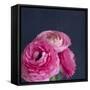 Enchanted Posies-Susannah Tucker-Framed Stretched Canvas
