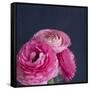 Enchanted Posies-Susannah Tucker-Framed Stretched Canvas