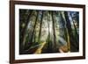 Enchanted Sunlight-Bobby Joshi-Framed Giclee Print