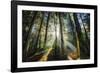 Enchanted Sunlight-Bobby Joshi-Framed Giclee Print