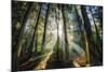 Enchanted Sunlight-Bobby Joshi-Mounted Giclee Print