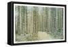 Enchanted Woods, White Mountains, New Hampshire-null-Framed Stretched Canvas