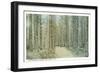 Enchanted Woods, White Mountains, New Hampshire-null-Framed Art Print