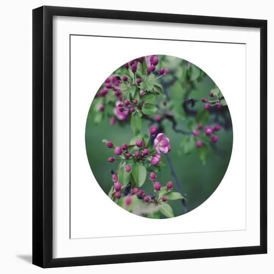 Enchanting Garden - Sphere-Irene Suchocki-Framed Giclee Print