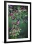 Enchanting Garden-Irene Suchocki-Framed Giclee Print