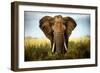 Encounters in Serengeti-Alberto Ghizzi Panizza-Framed Art Print