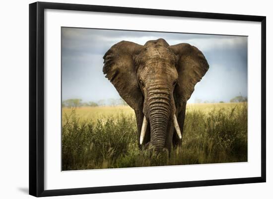 Encounters in Serengeti-Alberto Ghizzi Panizza-Framed Photographic Print