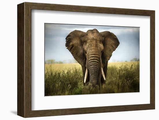 Encounters in Serengeti-Alberto Ghizzi Panizza-Framed Photographic Print