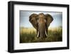 Encounters in Serengeti-Alberto Ghizzi Panizza-Framed Photographic Print