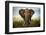 Encounters in Serengeti-Alberto Ghizzi Panizza-Framed Photographic Print