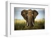 Encounters in Serengeti-Alberto Ghizzi Panizza-Framed Photographic Print