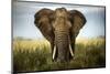 Encounters in Serengeti-Alberto Ghizzi Panizza-Mounted Photographic Print