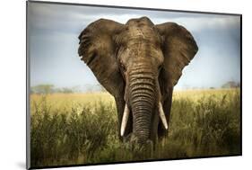 Encounters in Serengeti-Alberto Ghizzi Panizza-Mounted Photographic Print