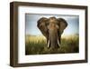 Encounters in Serengeti-Alberto Ghizzi Panizza-Framed Premium Photographic Print