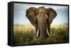Encounters in Serengeti-Alberto Ghizzi Panizza-Framed Stretched Canvas