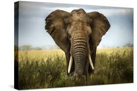 Encounters in Serengeti-Alberto Ghizzi Panizza-Stretched Canvas