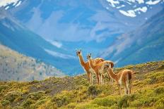 Guanacoes in Torres Del Paine National Park-encrier-Framed Photographic Print