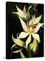 Encyclia Fragrans Orchid Blossoms-Kevin Schafer-Stretched Canvas