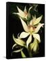 Encyclia Fragrans Orchid Blossoms-Kevin Schafer-Framed Stretched Canvas