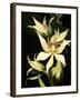 Encyclia Fragrans Orchid Blossoms-Kevin Schafer-Framed Premium Photographic Print