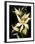 Encyclia Fragrans Orchid Blossoms-Kevin Schafer-Framed Premium Photographic Print