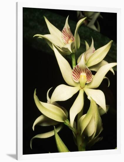 Encyclia Fragrans Orchid Blossoms-Kevin Schafer-Framed Photographic Print