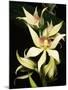 Encyclia Fragrans Orchid Blossoms-Kevin Schafer-Mounted Photographic Print
