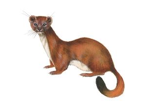 Download Weasels Posters, Prints, Paintings & Wall Art | AllPosters.com