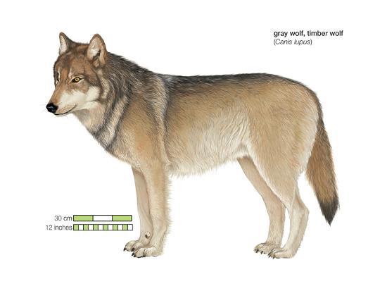 Poster, , large