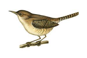 encyclopaedia-britannica-house-wren-troglodytes-aedon-birds_u-L-Q19E6FZ0.jpg?src=gp&w=300&h=375