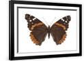 Gramercy Black