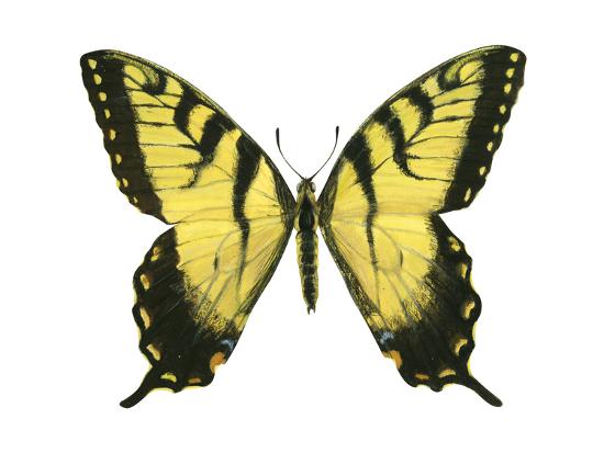 Poster, , large