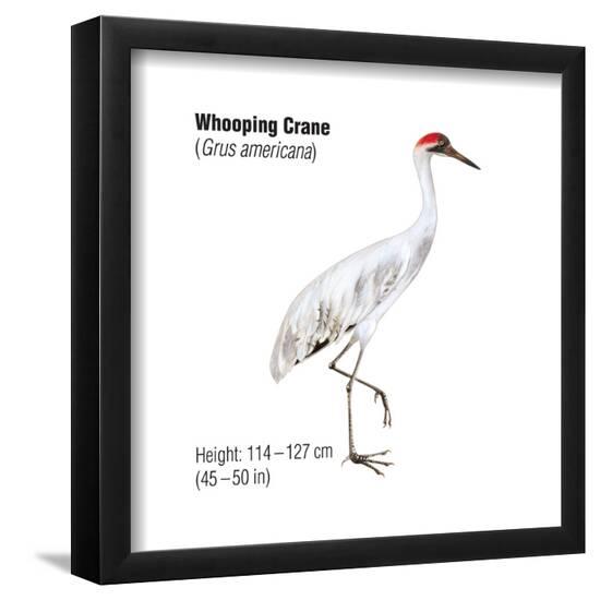 Poster, , large
