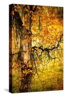 End of Autumn-Ursula Abresch-Stretched Canvas