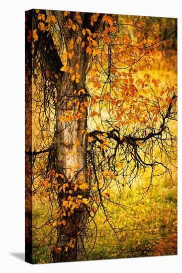 End of Autumn-Ursula Abresch-Stretched Canvas