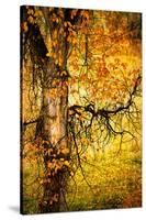 End of Autumn-Ursula Abresch-Stretched Canvas