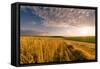 End of Day over Field with Straw-Taras Lesiv-Framed Stretched Canvas