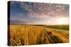 End of Day over Field with Straw-Taras Lesiv-Stretched Canvas