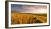 End of Day over Field with Straw-Taras Lesiv-Framed Photographic Print