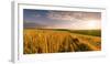 End of Day over Field with Straw-Taras Lesiv-Framed Photographic Print