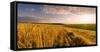 End of Day over Field with Straw-Taras Lesiv-Framed Stretched Canvas