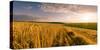 End of Day over Field with Straw-Taras Lesiv-Stretched Canvas