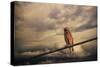 End of the Day-Jai Johnson-Stretched Canvas