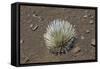 Endangered and Endemic Silversword at Haleakala Volcano Crater (Argyroxiphium Sandwicense Macroceph-Reinhard Dirscherl-Framed Stretched Canvas