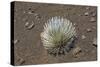 Endangered and Endemic Silversword at Haleakala Volcano Crater (Argyroxiphium Sandwicense Macroceph-Reinhard Dirscherl-Stretched Canvas