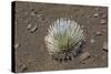 Endangered and Endemic Silversword at Haleakala Volcano Crater (Argyroxiphium Sandwicense Macroceph-Reinhard Dirscherl-Stretched Canvas