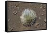 Endangered and Endemic Silversword at Haleakala Volcano Crater (Argyroxiphium Sandwicense Macroceph-Reinhard Dirscherl-Framed Stretched Canvas