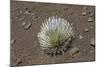 Endangered and Endemic Silversword at Haleakala Volcano Crater (Argyroxiphium Sandwicense Macroceph-Reinhard Dirscherl-Mounted Photographic Print